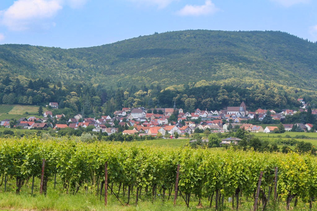 Urlaub in der Pfalz, Wanderurlaub Südpfalz, Weinsteig, Ferienwohnung Gleisweiler